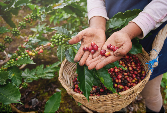 Is Coffee Actually a Bean?